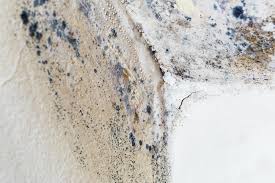 Best Residential Mold Inspection & Testing  in Grants Pass, OR